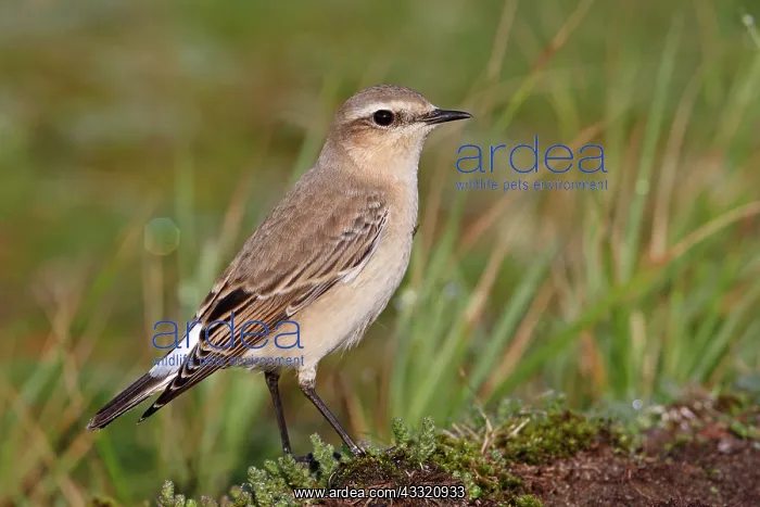 : Northern Wheatear : Northern Wheatear