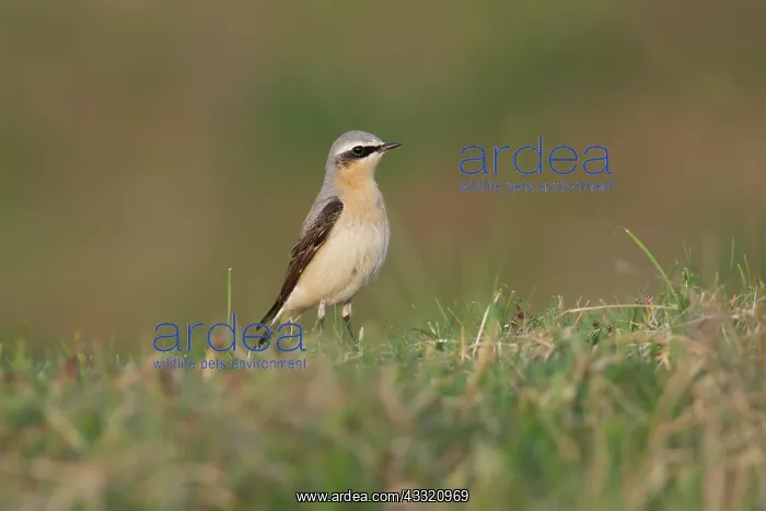 : Northern Wheatear : Northern Wheatear