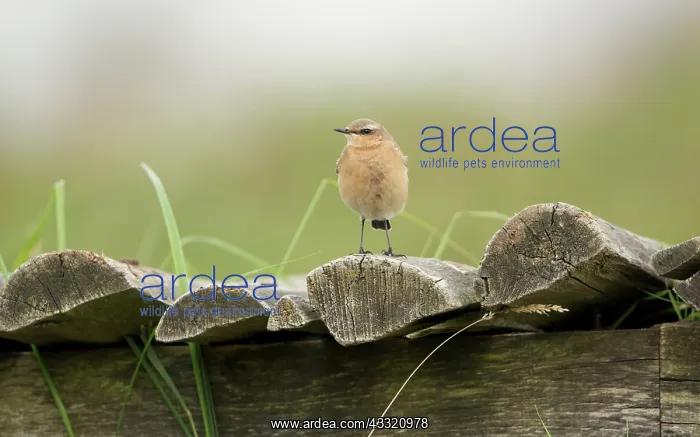 : Northern Wheatear : Northern Wheatear