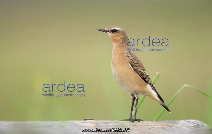 : Northern Wheatear : Northern Wheatear
