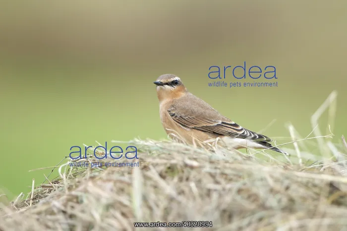 : Northern Wheatear : Northern Wheatear