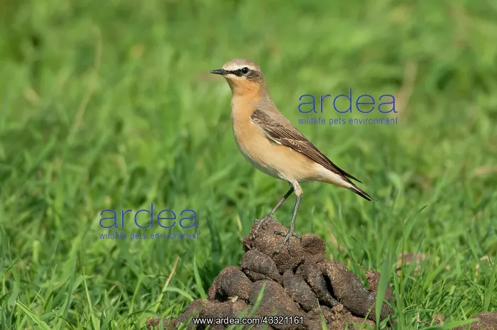 : Northern Wheatear : Northern Wheatear