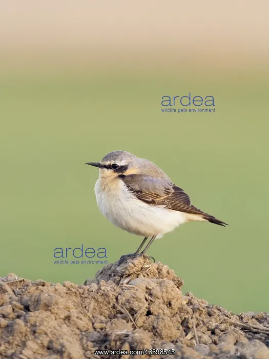 : Northern Wheatear : Northern Wheatear