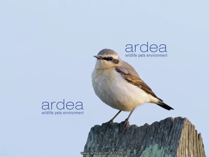 : Northern Wheatear : Northern Wheatear