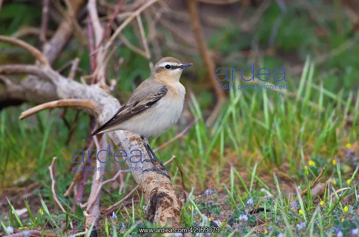 : Northern Wheatear - female perched on branch : Northern Wheatear - female perched on branch