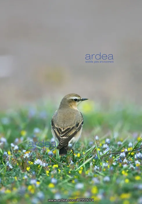 : Northern Wheatear - female perched among flowers : Northern Wheatear - female perched among flowers