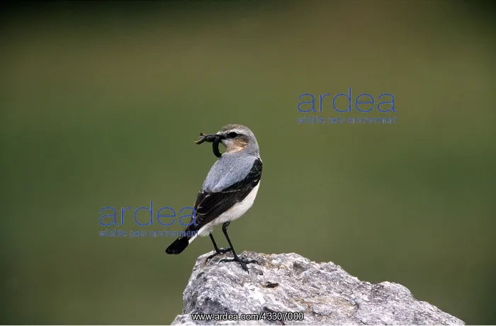 : NORTHERN WHEATEAR - grub in beak : NORTHERN WHEATEAR - grub in beak