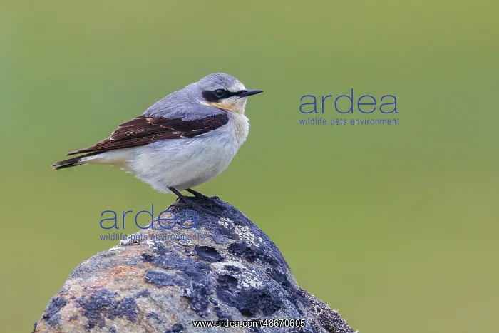 : Northern wheatear at home in the arctic tundra habitat of : Northern wheatear at home in the arctic tundra habitat of
