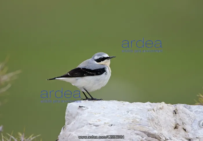 : Northern Wheatear - male perched on rock - spring : Northern Wheatear - male perched on rock - spring