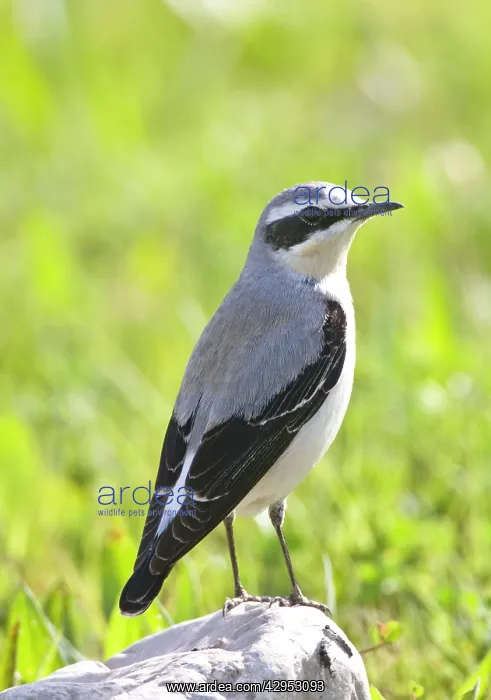 : Northern Wheatear - male - perched on rock - spring : Northern Wheatear - male - perched on rock - spring
