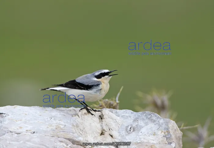 : Northern Wheatear - male singing - perched on rock - spring : Northern Wheatear - male singing - perched on rock - spring