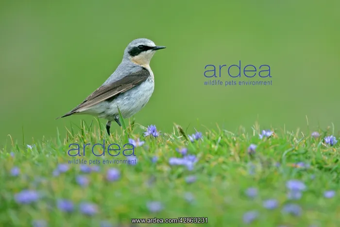 : Northern Wheatear - male sitting in meadow amidst : Northern Wheatear - male sitting in meadow amidst