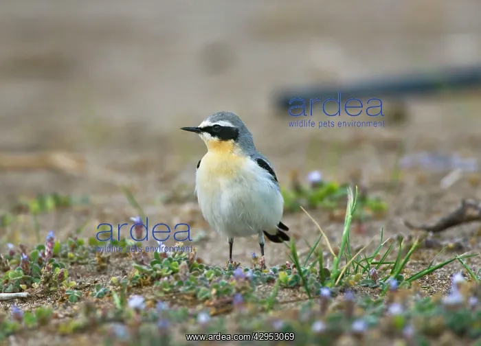 : Northern Wheatear - male among spring flowers : Northern Wheatear - male among spring flowers