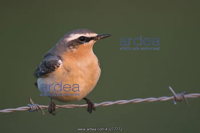 : Northern wheatear (Oenanthe oenanthe), male sitting : Northern wheatear (Oenanthe oenanthe), male sitting