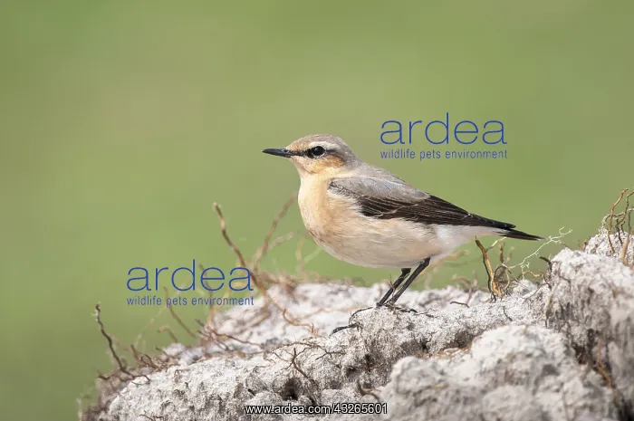: Northern Wheatear (oenanthe oenanthe) on a chun : Northern Wheatear (oenanthe oenanthe) on a chun