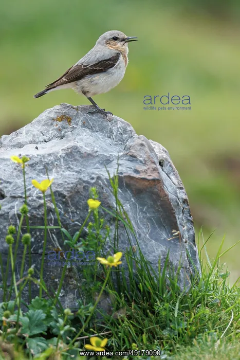 : Northern Wheatear (Oenanthe oenanthe) ~ female perched on a stone ~ Aragon : Northern Wheatear (Oenanthe oenanthe) ~ female perched on a stone ~ Aragon