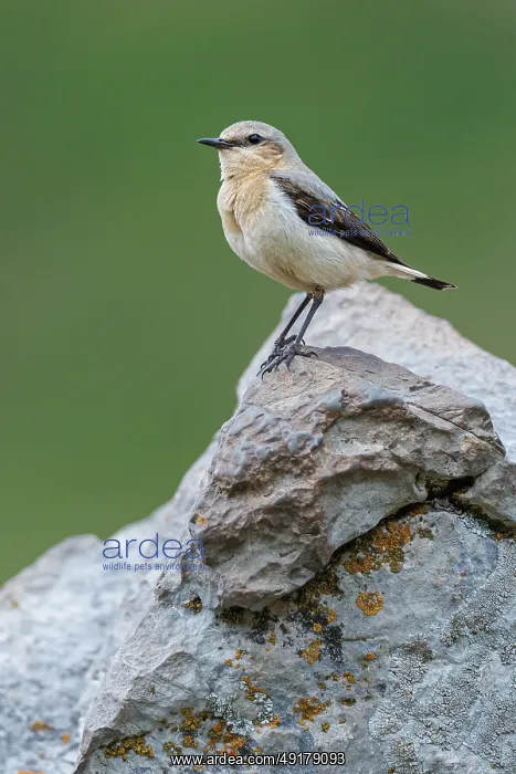 : Northern Wheatear (Oenanthe oenanthe) ~ female perched on a stone ~ Aragon : Northern Wheatear (Oenanthe oenanthe) ~ female perched on a stone ~ Aragon