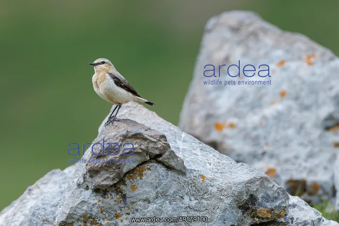: Northern Wheatear (Oenanthe oenanthe) ~ female perched on a stone ~ Aragon : Northern Wheatear (Oenanthe oenanthe) ~ female perched on a stone ~ Aragon