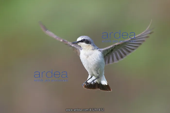 : Northern wheatear (Oenanthe oenanthe), male in flight : Northern wheatear (Oenanthe oenanthe), male in flight