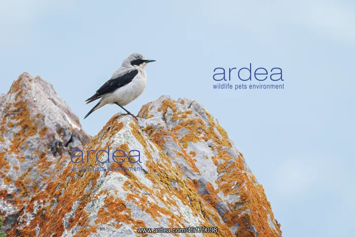 : Northern Wheatear (Oenanthe oenanthe) ~ male perched on a stone ~ Aragon : Northern Wheatear (Oenanthe oenanthe) ~ male perched on a stone ~ Aragon