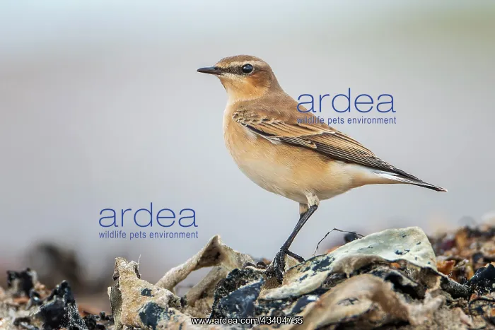: Northern Wheatear (Oenanthe oenanthe) North Sea : Northern Wheatear (Oenanthe oenanthe) North Sea