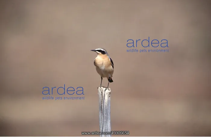 : NORTHERN WHEATEAR - perched on post : NORTHERN WHEATEAR - perched on post