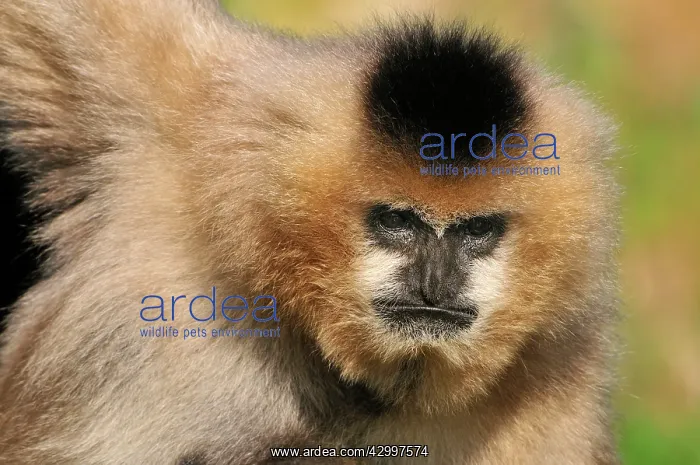 : Northern White-cheeked Gibbon - female : Northern White-cheeked Gibbon - female