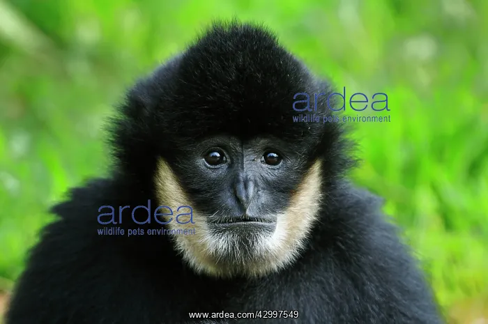 : Northern White-cheeked Gibbon - male : Northern White-cheeked Gibbon - male