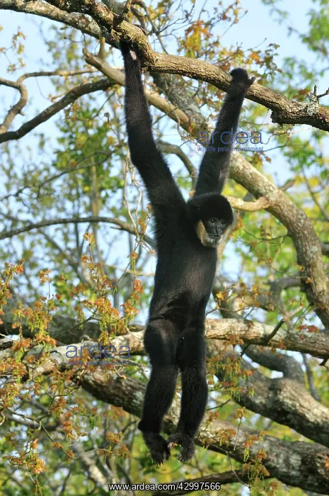 : Northern White-cheeked Gibbon - male hanging from branch : Northern White-cheeked Gibbon - male hanging from branch
