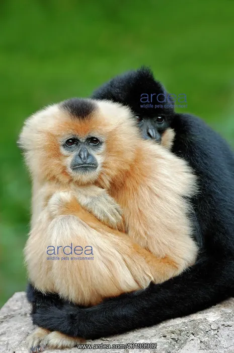 : Northern White-cheeked Gibbons, (Nomascus leucogenys : Northern White-cheeked Gibbons, (Nomascus leucogenys