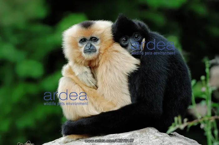 : Northern White-cheeked Gibbons, (Nomascus leucogenys : Northern White-cheeked Gibbons, (Nomascus leucogenys