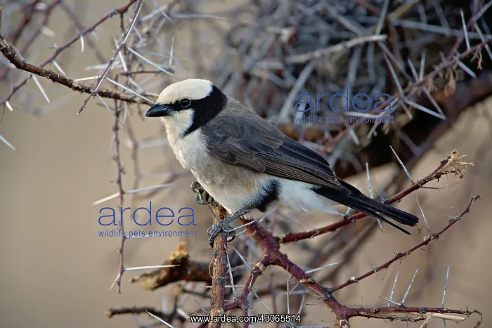  : Northern White-crowned Shrike, Eurocephalus