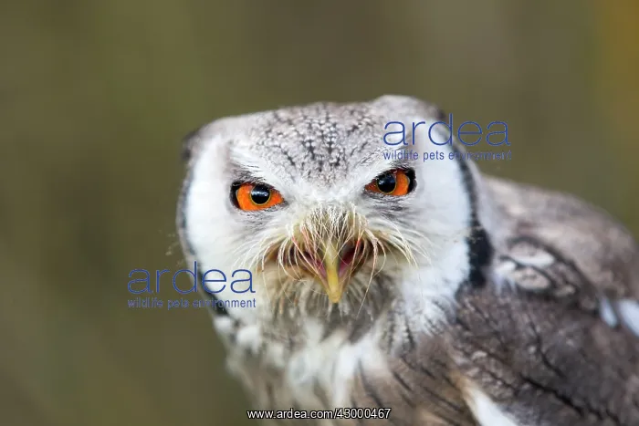 : Northern White-faced Owl : Northern White-faced Owl