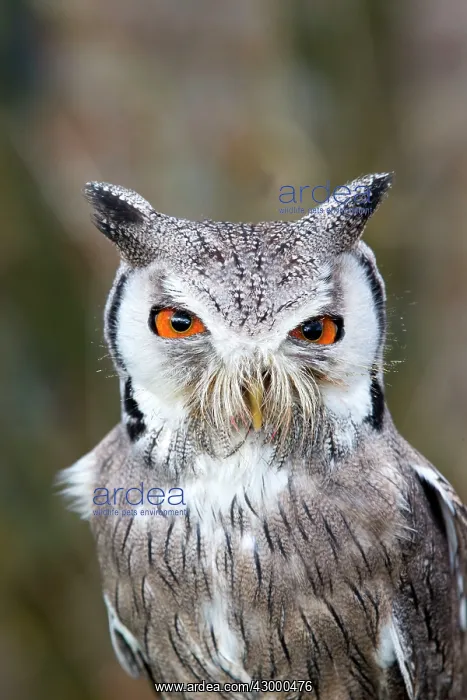 : Northern White-faced Owl : Northern White-faced Owl