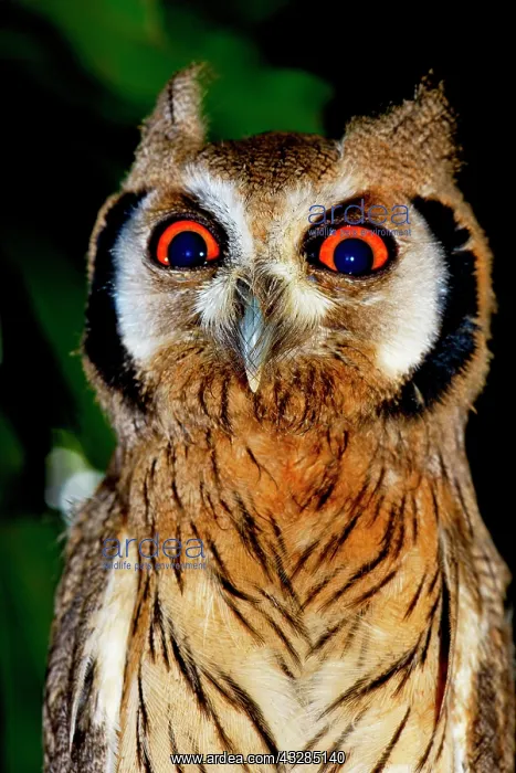 : Northern white-faced owl (Ptilopsis leucotis), juvenile : Northern white-faced owl (Ptilopsis leucotis), juvenile