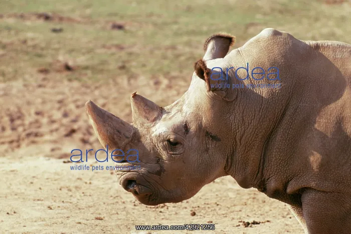: Northern White Rhinoceros : Northern White Rhinoceros
