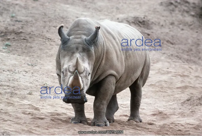 : Northern White Rhinoceros : Northern White Rhinoceros