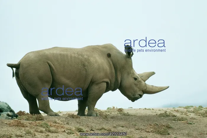 : Northern White Rhinoceros - Male : Northern White Rhinoceros - Male