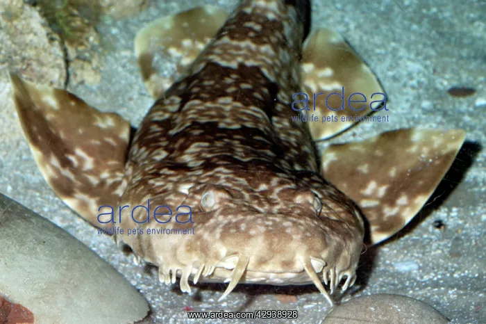 : Northern Wobbegong Shark : Northern Wobbegong Shark