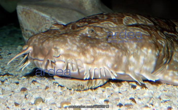 : Northern Wobbegong Shark : Northern Wobbegong Shark