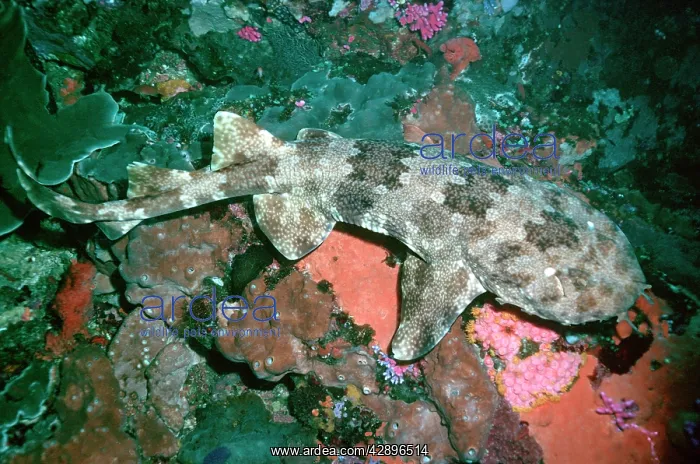 : Northern Wobbygong - Found in sub tropical waters : Northern Wobbygong - Found in sub tropical waters