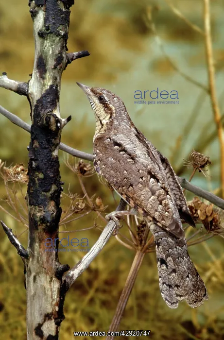 : Northern WRYNECK : Northern WRYNECK