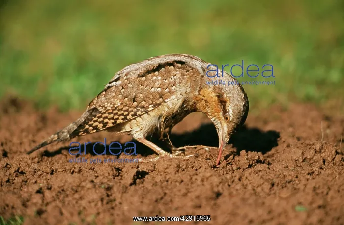 : Northern WRYNECK - feeding on ants : Northern WRYNECK - feeding on ants