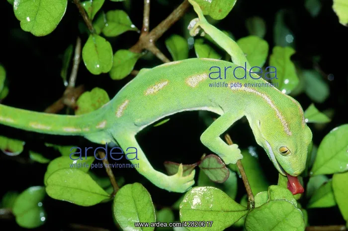 : Northland Green GECKO : Northland Green GECKO