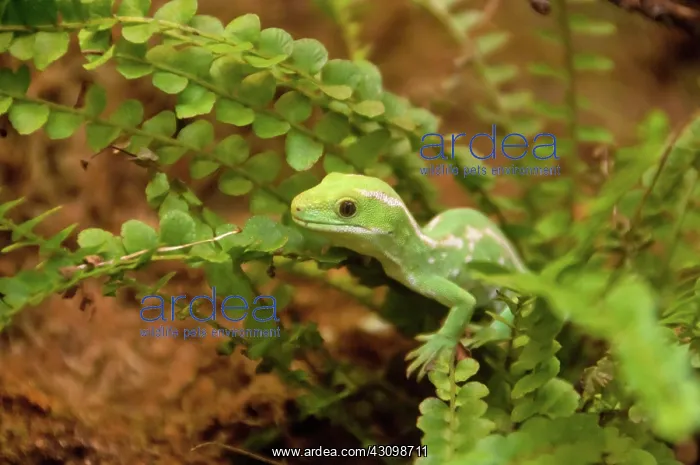 : Northland Green Gecko : Northland Green Gecko
