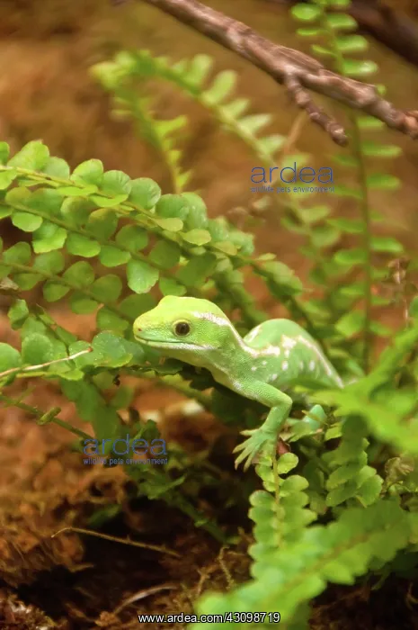 : Northland Green Gecko : Northland Green Gecko