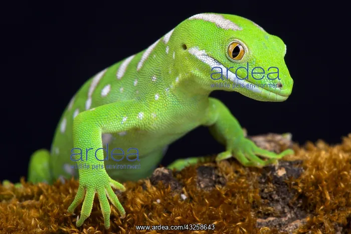 : The Northland green gecko or Gray's tree gecko (Naultinus : The Northland green gecko or Gray's tree gecko (Naultinus