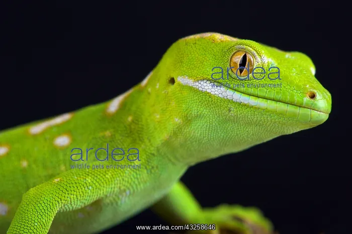: The Northland green gecko or Gray's tree gecko (Naultinus : The Northland green gecko or Gray's tree gecko (Naultinus