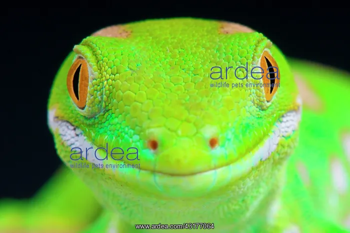 : The Northland green gecko (Naultinus grayii) is : The Northland green gecko (Naultinus grayii) is