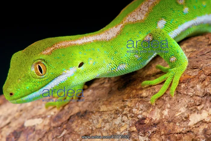 : The Northland green gecko (Naultinus grayii) is : The Northland green gecko (Naultinus grayii) is